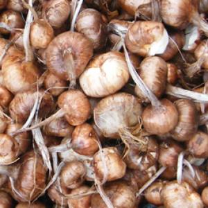 bulbes safran